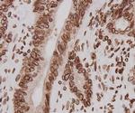 Lamin B2 Antibody in Immunohistochemistry (Paraffin) (IHC (P))