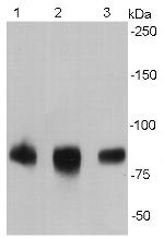 CD54 (ICAM-1) Antibody in Western Blot (WB)