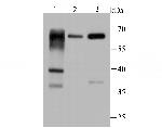 PINK1 Antibody in Western Blot (WB)