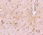 KV1.4 (KCNA4) Antibody in Immunohistochemistry (Paraffin) (IHC (P))