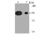 KV1.4 (KCNA4) Antibody in Western Blot (WB)