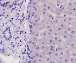 Integrin beta 1 (CD29) Antibody in Immunohistochemistry (Paraffin) (IHC (P))