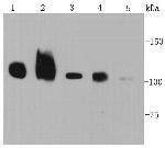Integrin beta 1 (CD29) Antibody in Western Blot (WB)