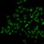 MGMT Antibody in Immunocytochemistry (ICC/IF)
