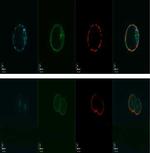 NALP5 Polyclonal Antibody