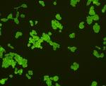 CD9 Antibody in Immunocytochemistry (ICC/IF)