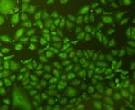 CD9 Antibody in Immunocytochemistry (ICC/IF)