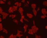 CD9 Antibody in Immunocytochemistry (ICC/IF)