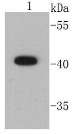 CD9 Antibody in Western Blot (WB)