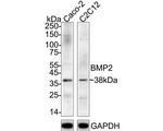 BMP-2 Antibody in Western Blot (WB)