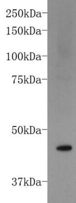 FOXD3 Polyclonal Antibody