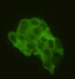 CD79a Polyclonal Antibody