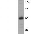 REM2 Antibody in Western Blot (WB)