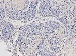 Stella Polyclonal Antibody