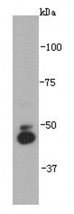 IRX2 Antibody in Western Blot (WB)