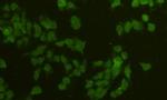 alpha Tubulin Polyclonal Antibody