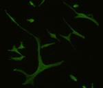 GPR132 Polyclonal Antibody