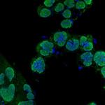 GMNN Antibody in Immunocytochemistry (ICC/IF)