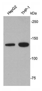 APAF1 Polyclonal Antibody