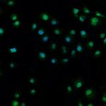 RBM8A Polyclonal Antibody