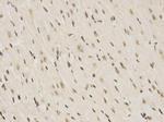 RBM8A Antibody in Immunohistochemistry (Paraffin) (IHC (P))