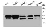 RBM8A Antibody in Western Blot (WB)