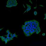 Psg16 Polyclonal Antibody