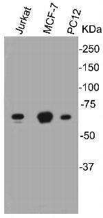 Lamin B1 Polyclonal Antibody