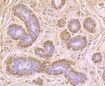 Nestin Antibody in Immunohistochemistry (Paraffin) (IHC (P))