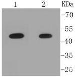 PYGO2 Polyclonal Antibody