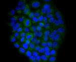 YBX1 Polyclonal Antibody