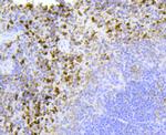 Cytochrome C Polyclonal Antibody