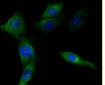 PD-L1 (CD274) Antibody in Immunocytochemistry (ICC/IF)