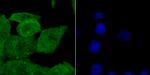 SHP-1 Polyclonal Antibody
