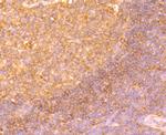 SHP-1 Antibody in Immunohistochemistry (Paraffin) (IHC (P))
