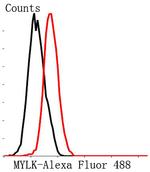 MYLK Antibody in Flow Cytometry (Flow)