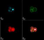 Figla Antibody in Immunocytochemistry (ICC/IF)