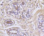 Glypican 1 Antibody in Immunohistochemistry (Paraffin) (IHC (P))