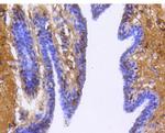 Glypican 1 Antibody in Immunohistochemistry (Paraffin) (IHC (P))