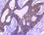 eIF4E Antibody in Immunohistochemistry (Paraffin) (IHC (P))