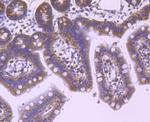 eIF4E Antibody in Immunohistochemistry (Paraffin) (IHC (P))