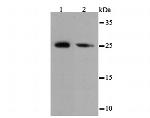 eIF4E Antibody in Western Blot (WB)