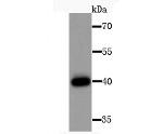 HLA-AB Antibody in Western Blot (WB)
