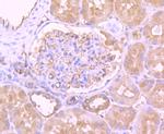 MTERFD1 Antibody in Immunohistochemistry (Paraffin) (IHC (P))