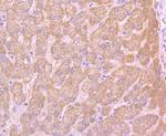 MTERFD1 Antibody in Immunohistochemistry (Paraffin) (IHC (P))