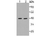MTERFD1 Antibody in Western Blot (WB)