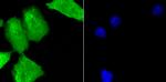 PCBP1 Antibody in Immunocytochemistry (ICC/IF)