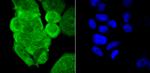 PCBP1 Polyclonal Antibody