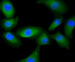 IREB2 Antibody in Immunocytochemistry (ICC/IF)