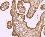 IREB2 Antibody in Immunohistochemistry (Paraffin) (IHC (P))